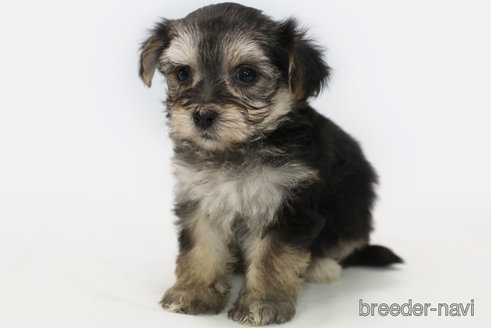 成約済の神奈川県のミックス犬-346926の2枚目